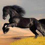 caballo salvaje negro saltando