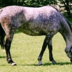 caballo tordo gris de lado