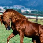 caballo árabe marron castaño capa