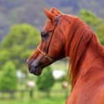 caballo árabe marron claro cabeza y cuello