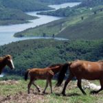 caballos salvajes en las montañas de Galicia