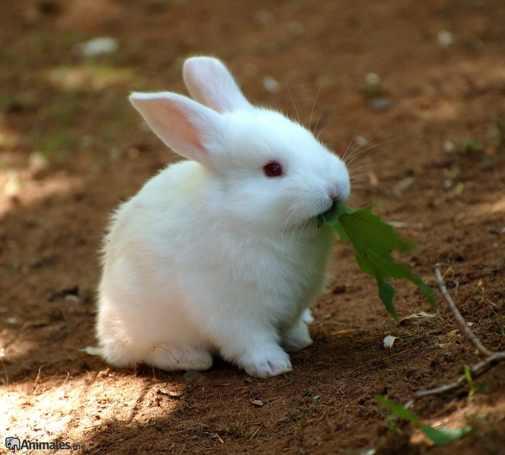 conejo blanco comiendo una hoja