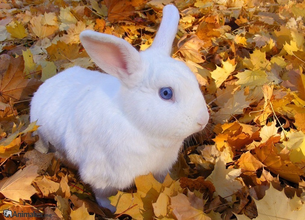 conejo blanco con ojos azules