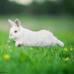 conejo blanco corriendo y saltando