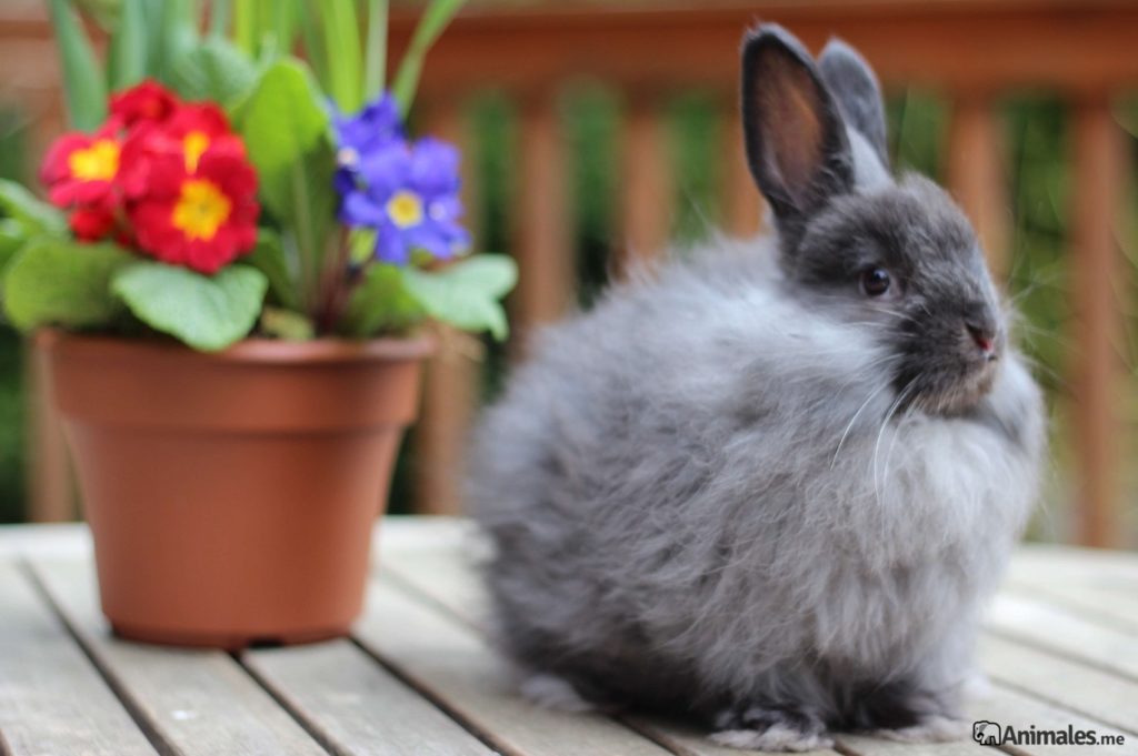 conejo angora de color gris
