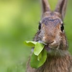 conejo comiendo de color gris marron