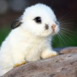 cria de conejo blanco bebé