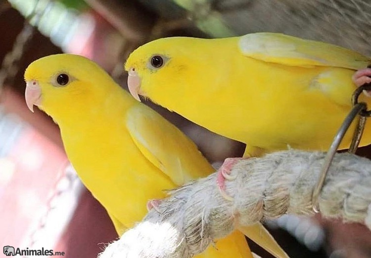 periquitos de color amarillo