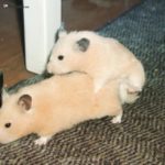 Apareamiento de Hamster sirio o dorado