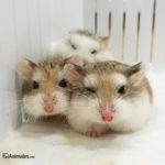 Bonitos ejemplares de hamster roborowski