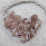 Camada de crías de hamster Roborovski bebes