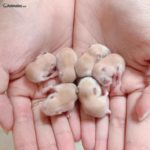 Crías Hamster sirio bebes