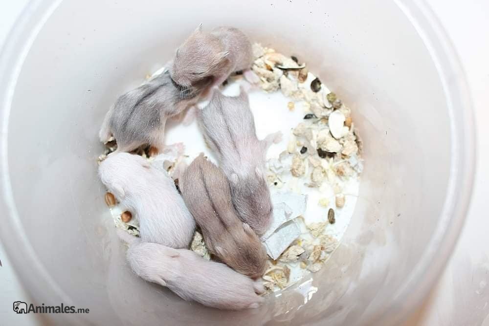 Crías de Hamster de Campbell bebes