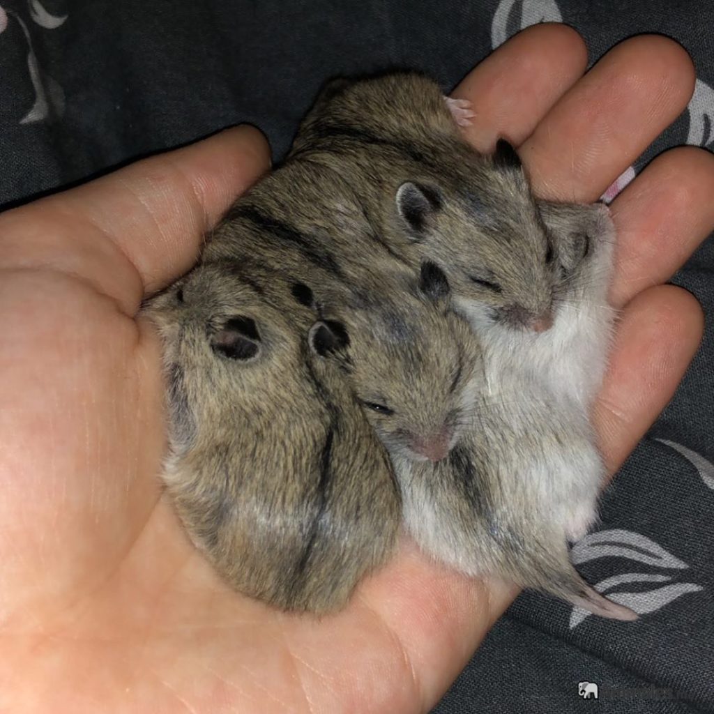 Crías de hamster chino bebes