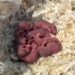 Crías recien nacidas de Hamster Ruso bebes