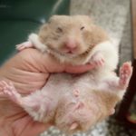 Detalle del vientre del hamster sirio