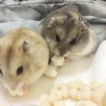 Dos hamsters Rusos, uno veis y otro gris