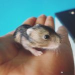 Hamster chino bebe
