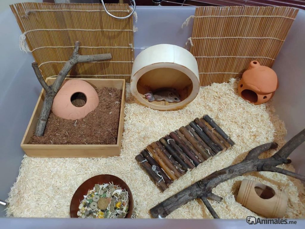 Hamster chino en su jaula perfectamente habilitada