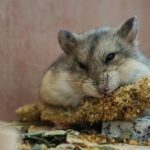 Hamster de Campbell comiendo su espiga de semillas favorita