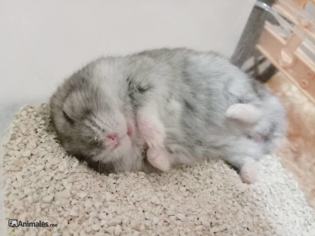 Hamster de Campbell durmiendo