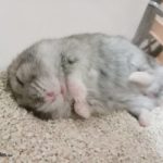Hamster de Campbell durmiendo