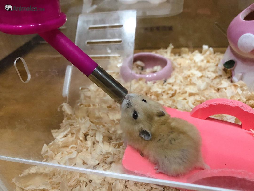 https://animales.me/wp-content/uploads/2020/05/Hamster-dorado-bebiendo.jpg