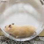 Hamster dorado corriendo en su rueda