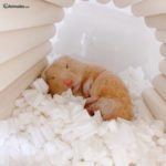 Hamster dorado durmiendo