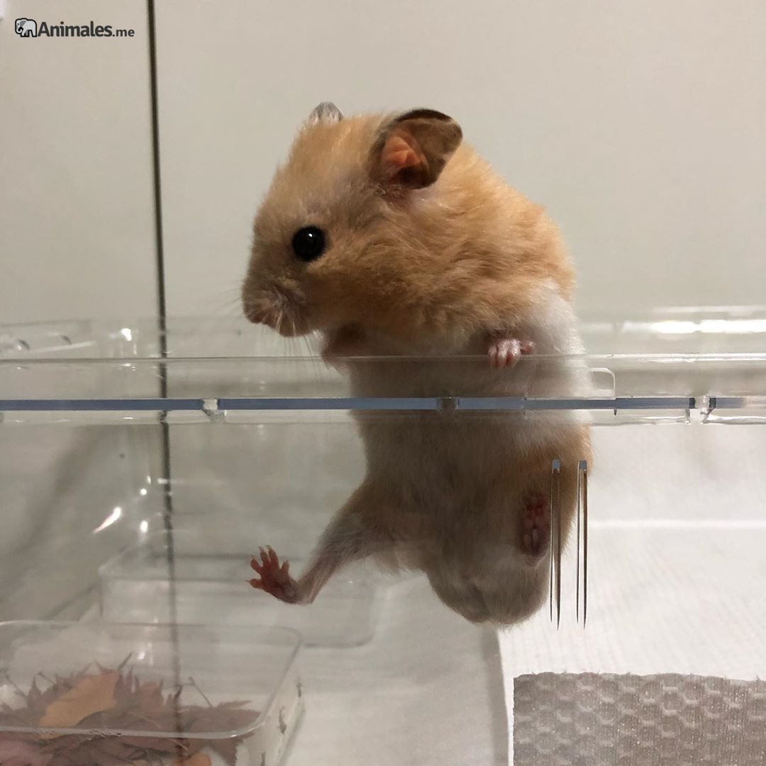 https://animales.me/wp-content/uploads/2020/05/Hamster-dorado-escalando-la-jaula.jpg