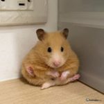 Hamster dorado sentado meditando