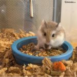 Hamster roborowski comiendo
