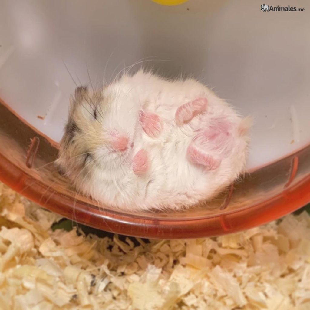 Hamster roborowski durmiendo en su rueda