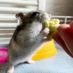 Hamster ruso comiendo brocoli