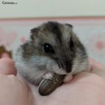 Hamster ruso comiendo una pipa