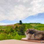 Hamster ruso contemplando las vistas