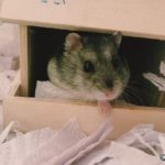 Hamster ruso en su casita