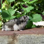 Hamster ruso investigando por el jardin