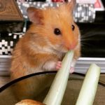 Hamster sirio comiendo