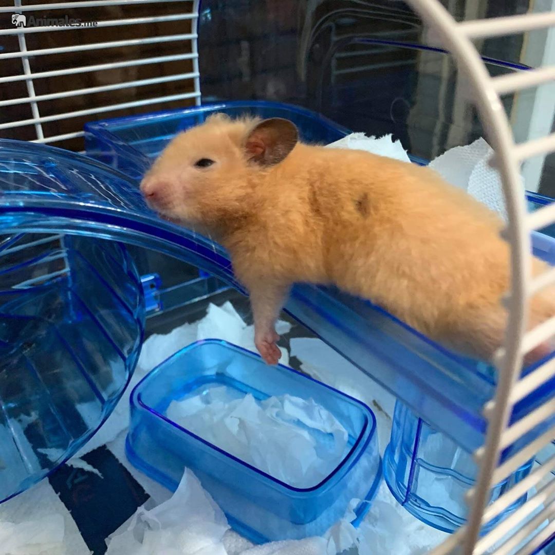 https://animales.me/wp-content/uploads/2020/05/Hamster-sirio-descansando.jpg