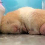 Hamster sirio durmiendo