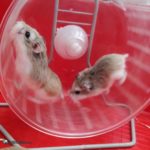 Hamsteres Roborovskis corriendo en su rueda