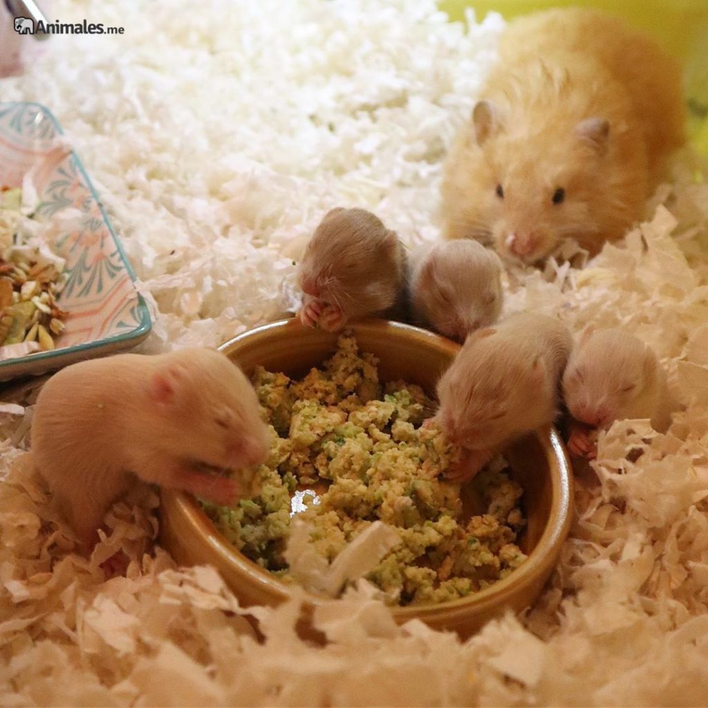 Madre Hamster sirio con sus crías comiendo