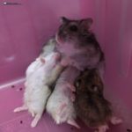 Madre hamster ruso amamantando a sus crías