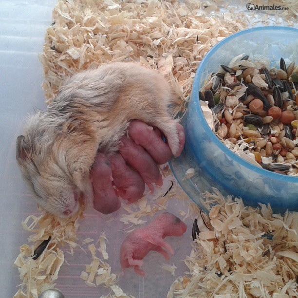 Mama de Hamster dando de mamar a sus crías