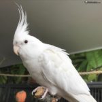 Ninfa albina