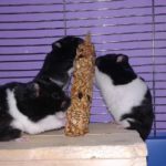 Tres hamsters panda comiendo barrita
